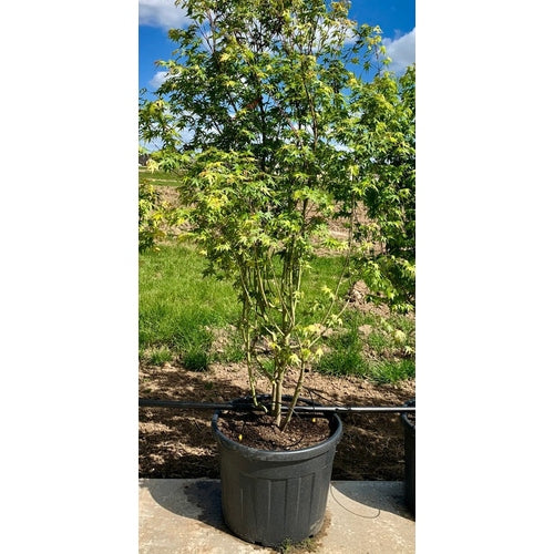 Japansk lönn - Acer palmatum 175-200 MS CONT